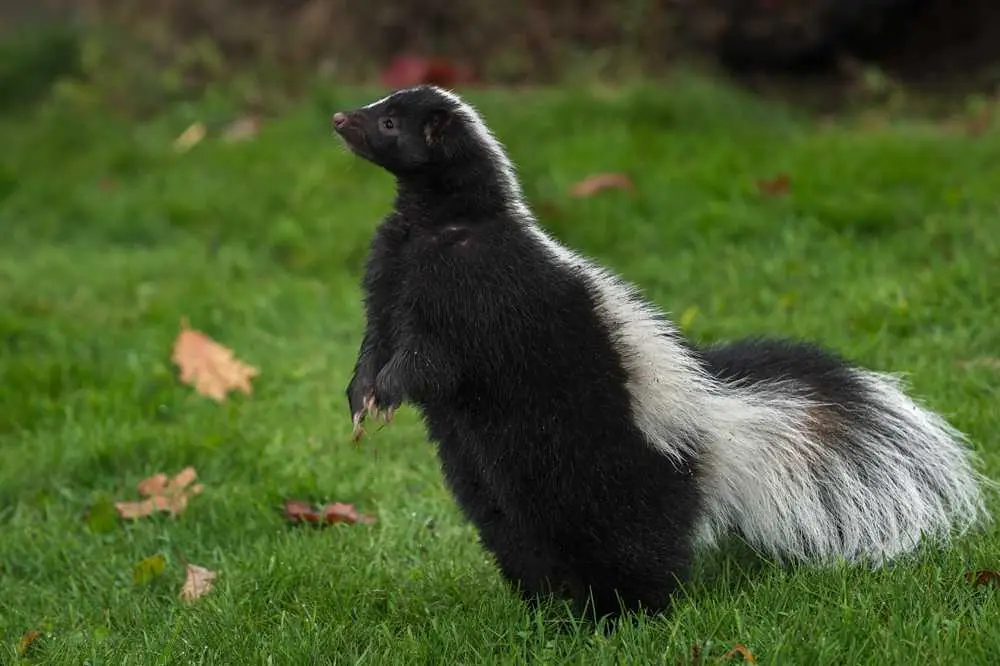 10Animais que não são tão ruins quanto você pensa