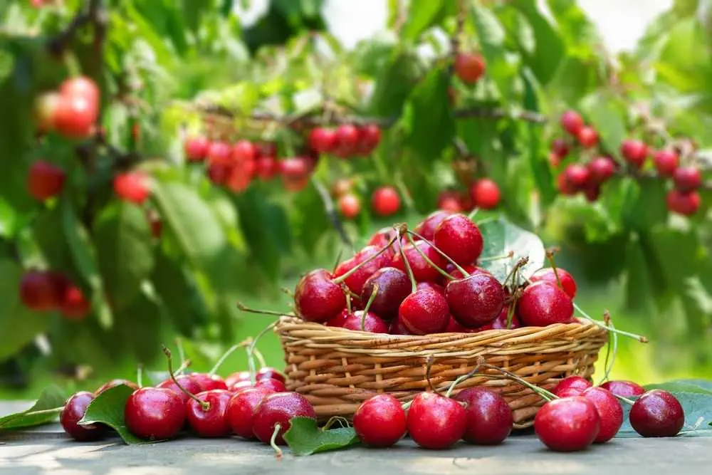 10. Cherries