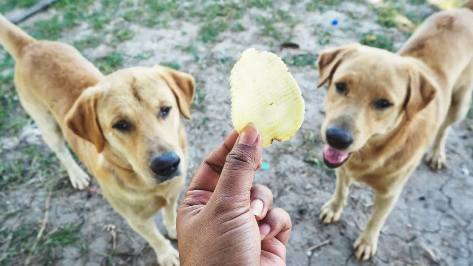 12. Lanches ricos em sal