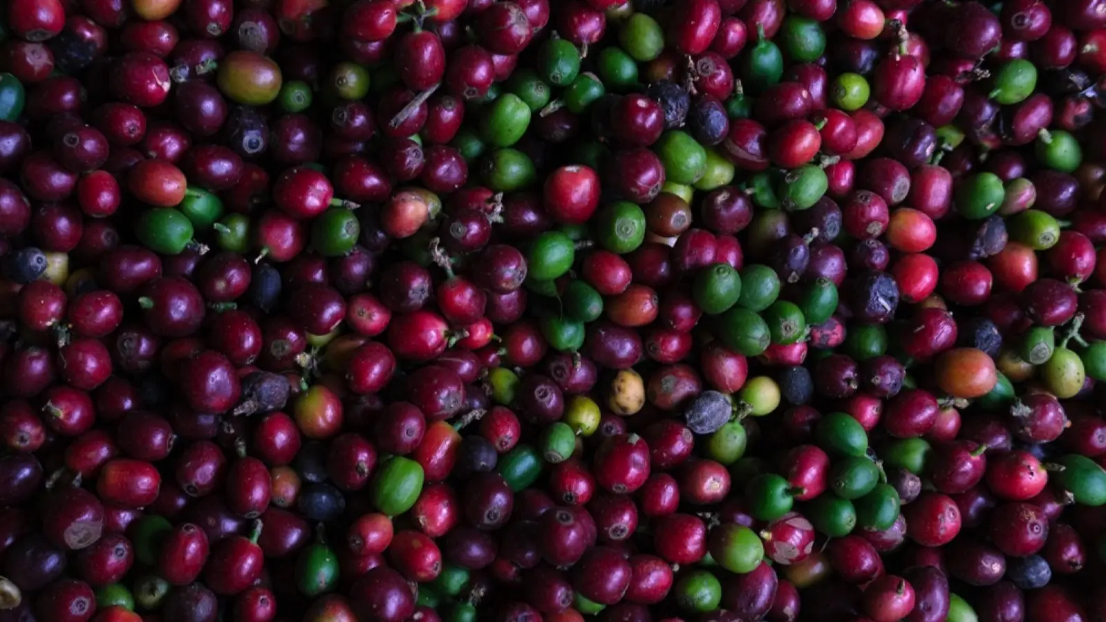 2. Yunnan Beans