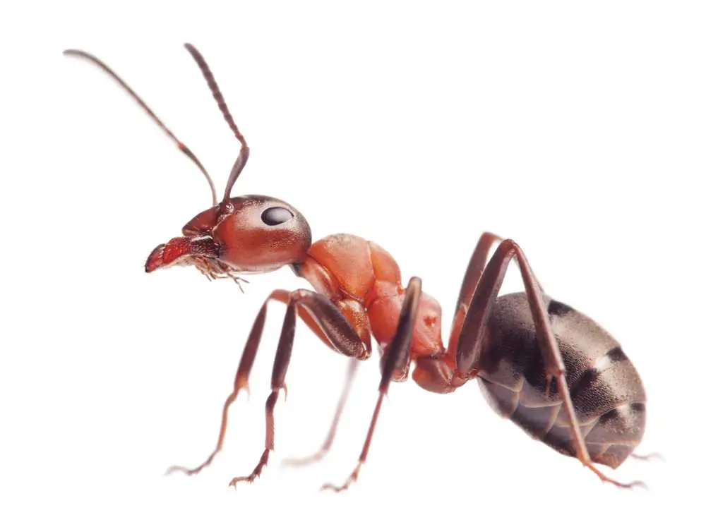 8. Ant Gender