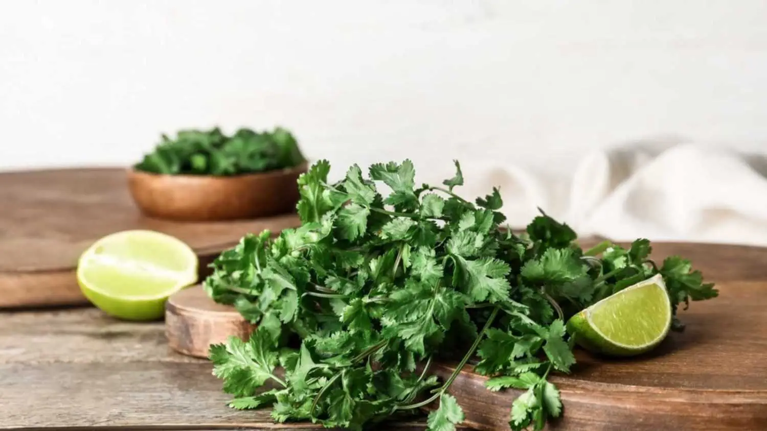 8. Cilantro