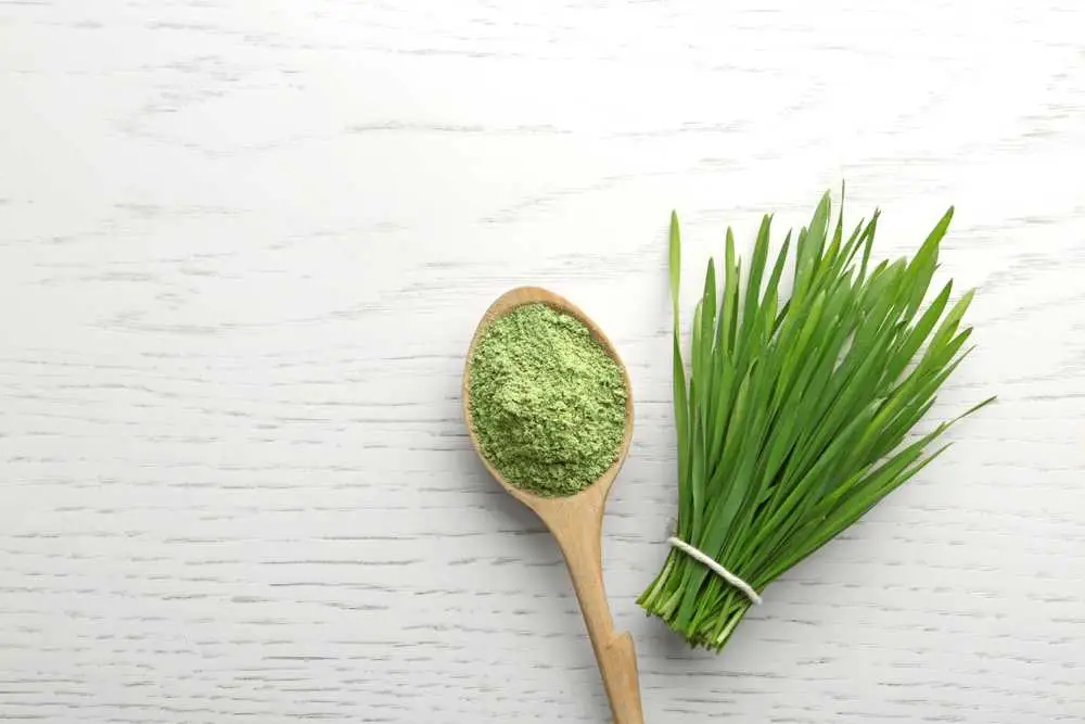 Qual é o gosto do wheatgrass?