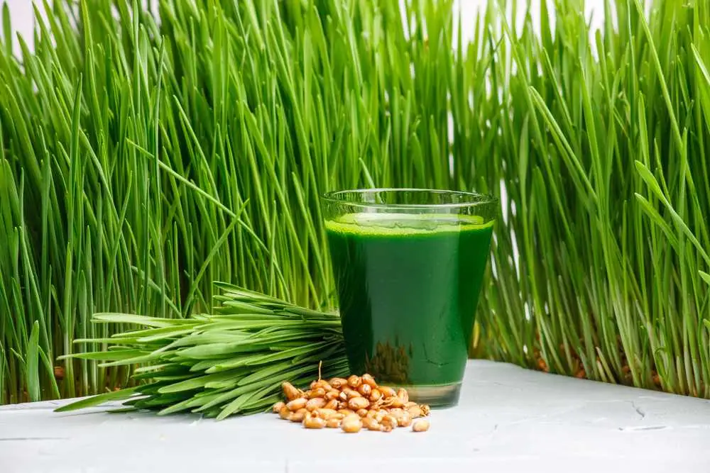 Wheatgrass nədir?